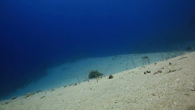 花园鳗鱼海底世界水滴植被