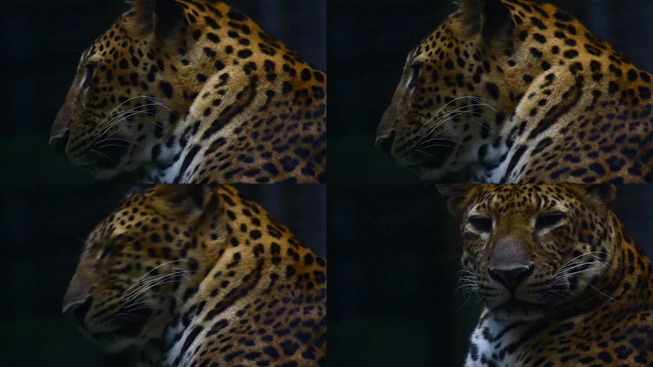 豹纹豹纹野生动物美洲豹