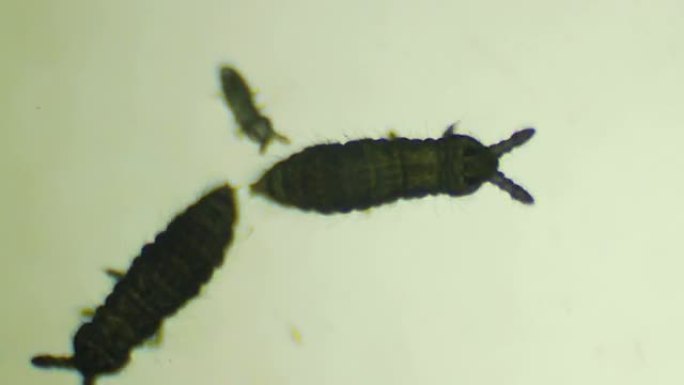 土壤微生物寄生虫螨虫高倍镜
