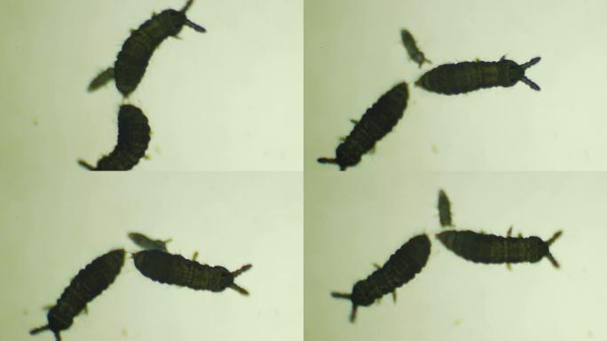 土壤微生物寄生虫螨虫高倍镜