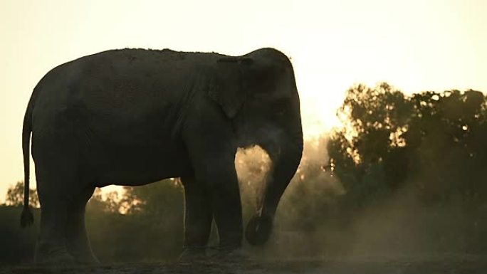 亚洲象的生活亚洲象的生活大象野生动物