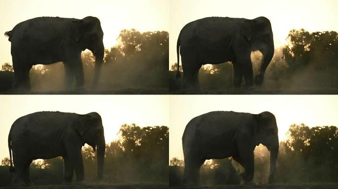 亚洲象的生活亚洲象的生活大象野生动物