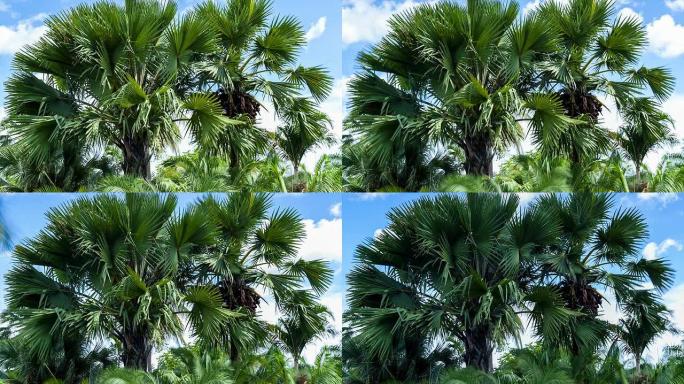 扇棕榈；时间推移