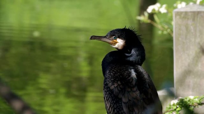 高清视频cormorant Phalacrocorax carbo特写禁止捕鱼
