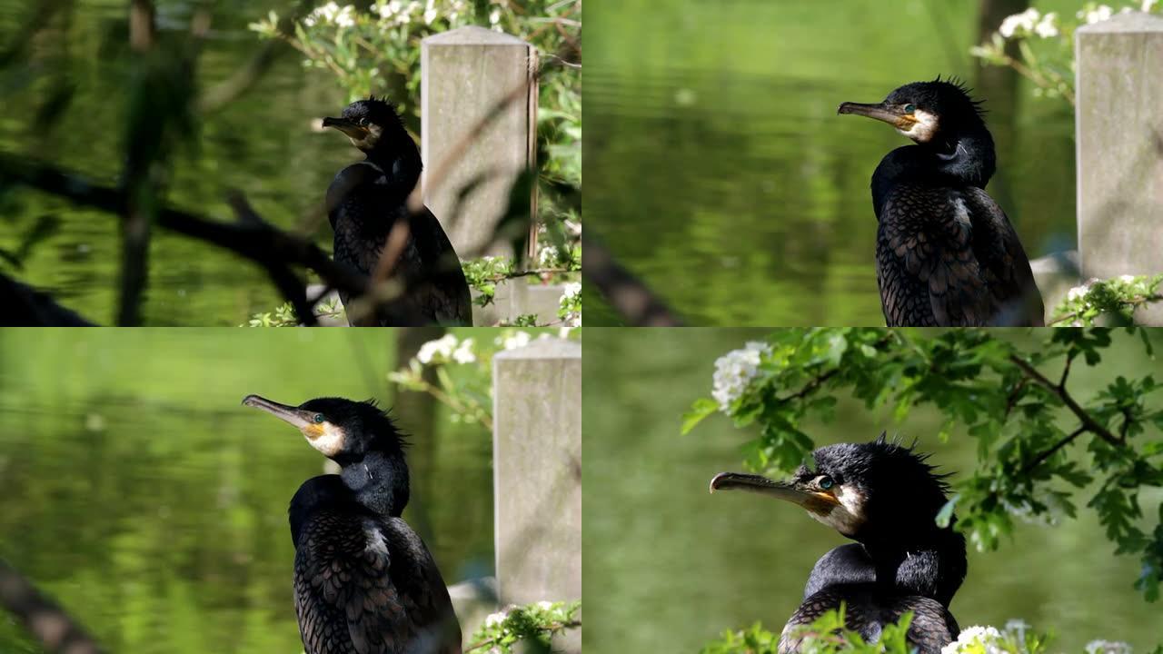 高清视频cormorant Phalacrocorax carbo特写禁止捕鱼