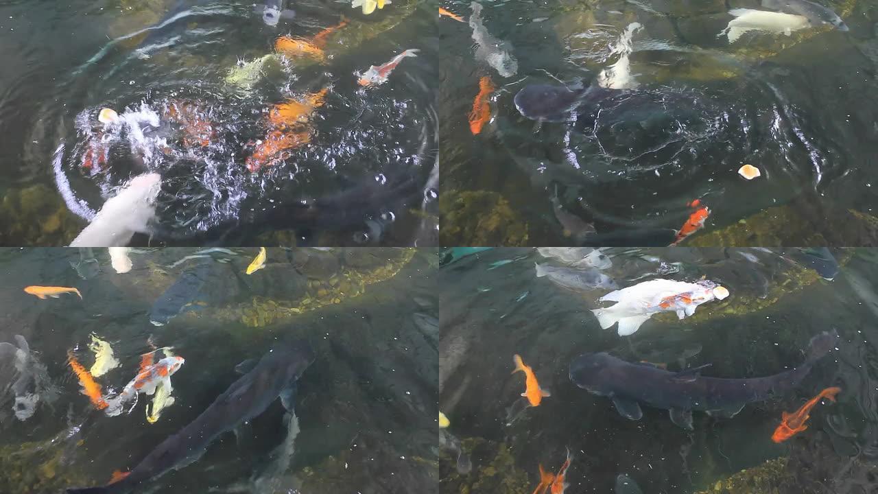 成群的金鱼争抢食物。