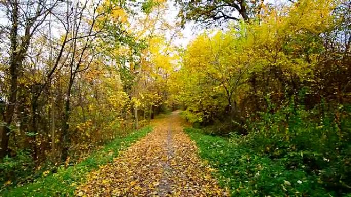 秋天的自然美景与黄叶飘落