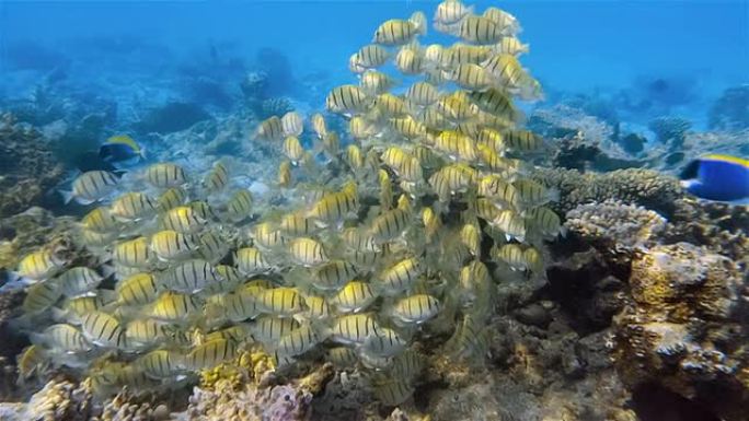 珊瑚礁上的囚犯刺尾鱼鱼群-马尔代夫