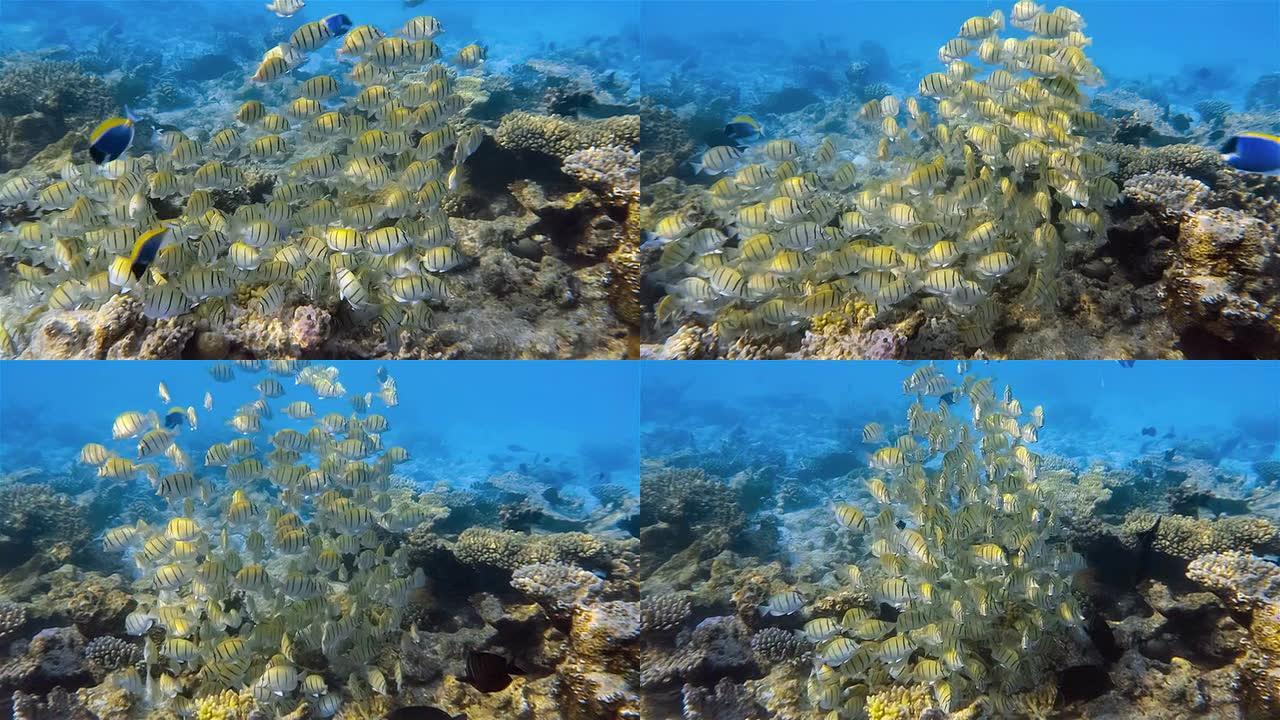珊瑚礁上的囚犯刺尾鱼鱼群-马尔代夫