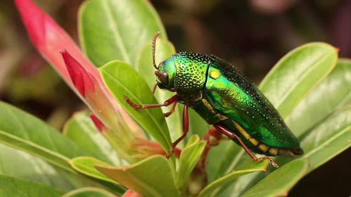 绿色宝石甲虫