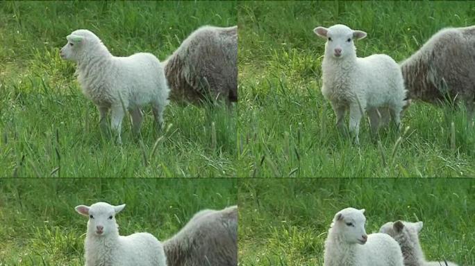 田野上的绵羊