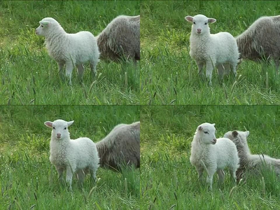 田野上的绵羊