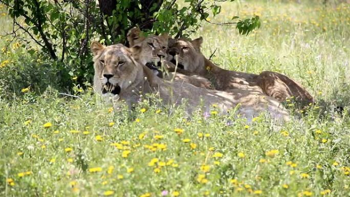 在草地上休息的狮子家族