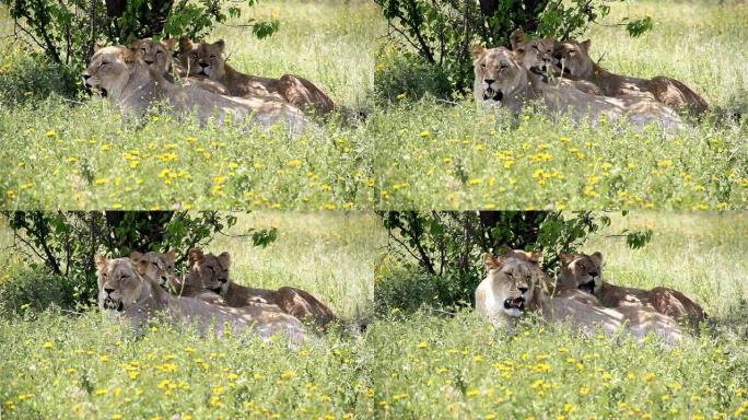在草地上休息的狮子家族