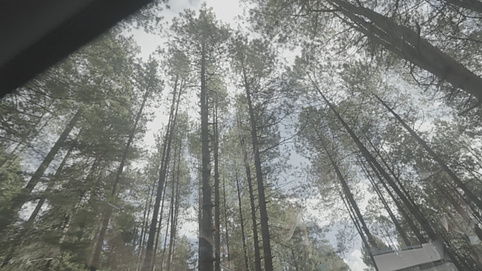 4k汽车天窗外的原始森林行驶中log拍摄