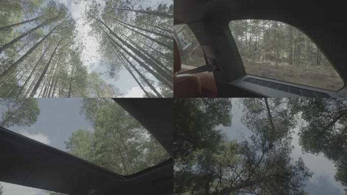 4k汽车天窗外的原始森林行驶中log拍摄