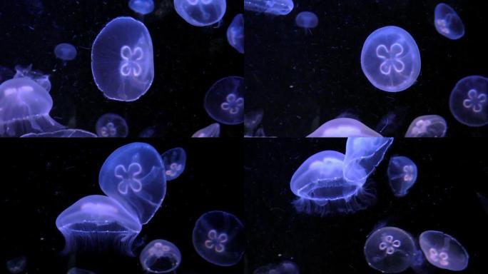 美杜莎海底世界发光水母紫色水墨