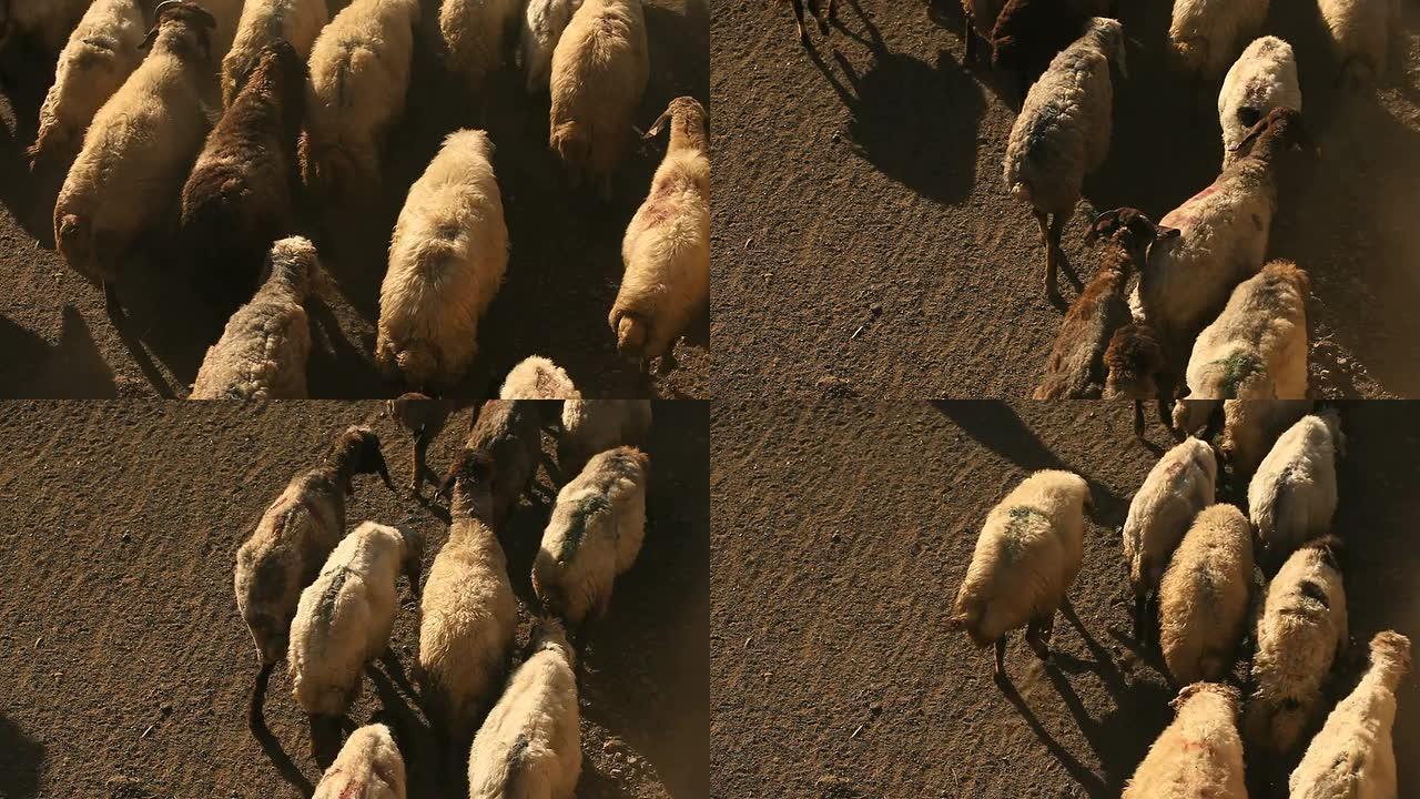 牧羊人畜牧业牧场
