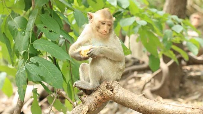 猴子在树上吃玉米小动物觅食栖息地