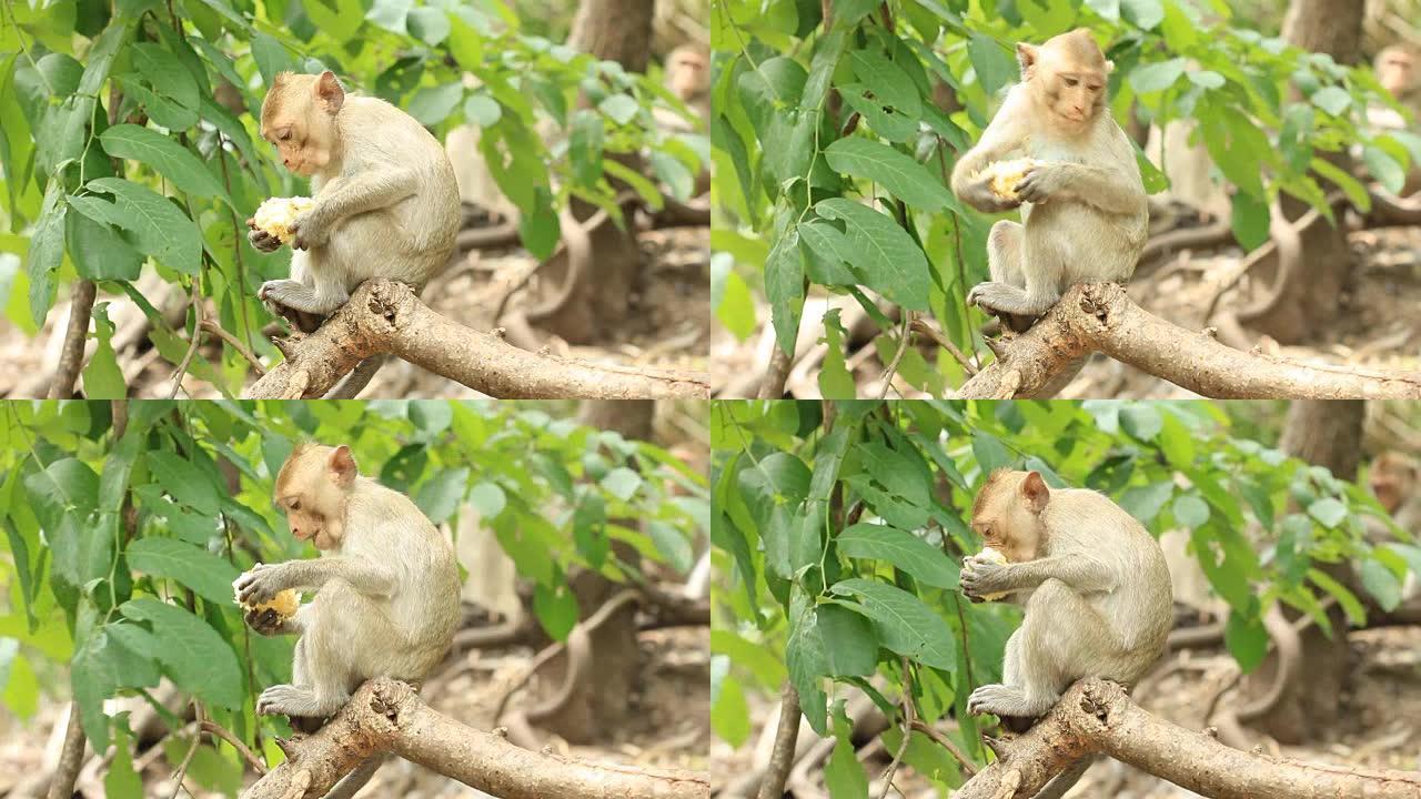 猴子在树上吃玉米小动物觅食栖息地