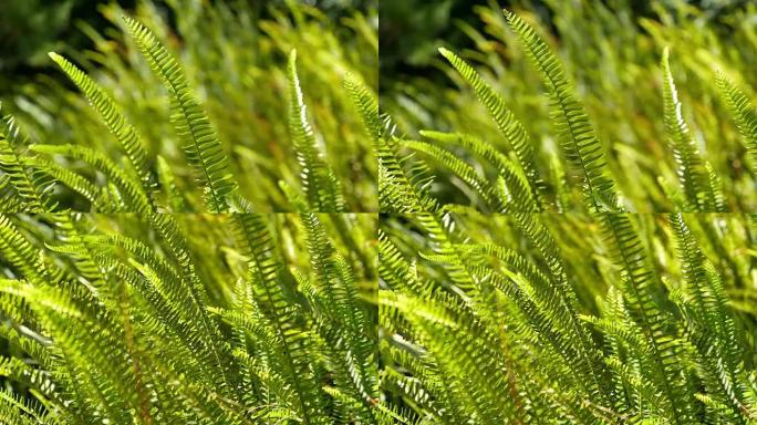 4k蕨类植物的两个视频