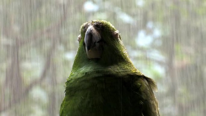 雨中的绿鹦鹉三…特写