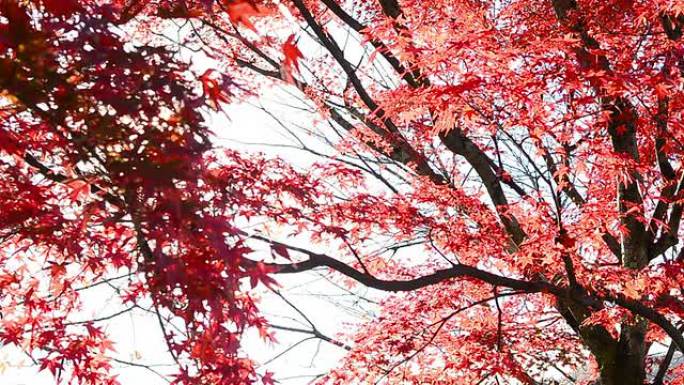 秋季背景红叶红杉太阳