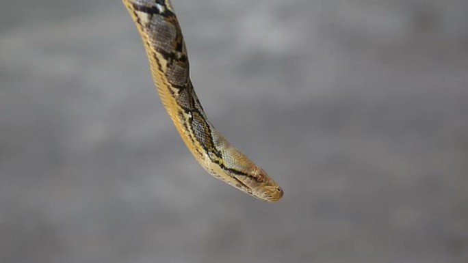 网状的python