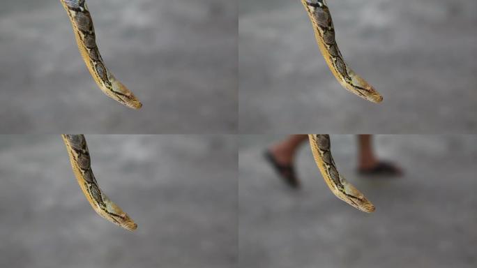 网状的python
