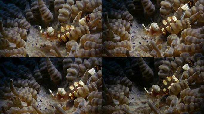 海葵虾与海葵共生，图兰本，巴厘岛 (4K)