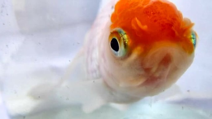 Oranda，金鱼的一种