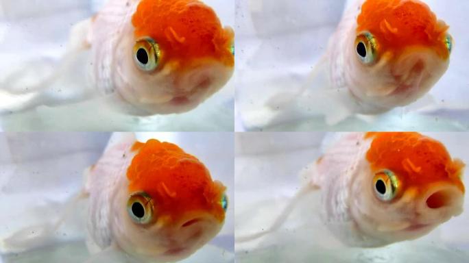 Oranda，金鱼的一种