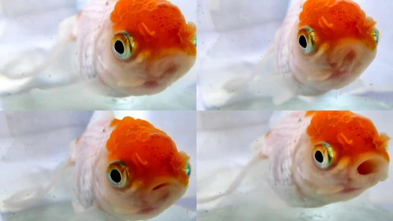 Oranda，金鱼的一种