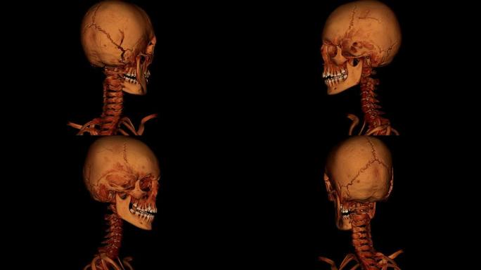 人类颈部和头骨人类颈部和头骨