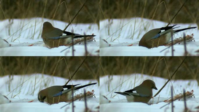 松鸦野生动物保护生物生态飞翔飞鸟