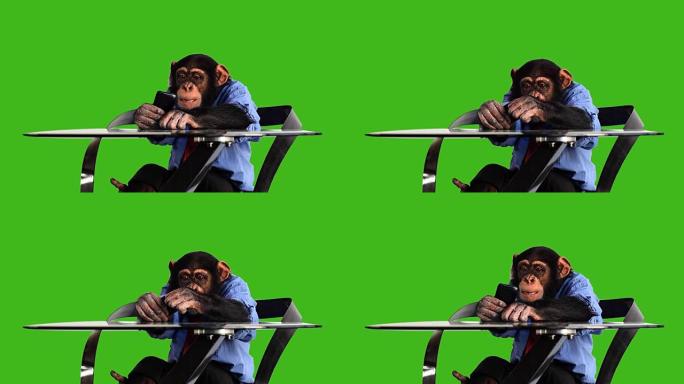 绿屏猴子智能手机猴子看手机绿幕背景绿幕抠