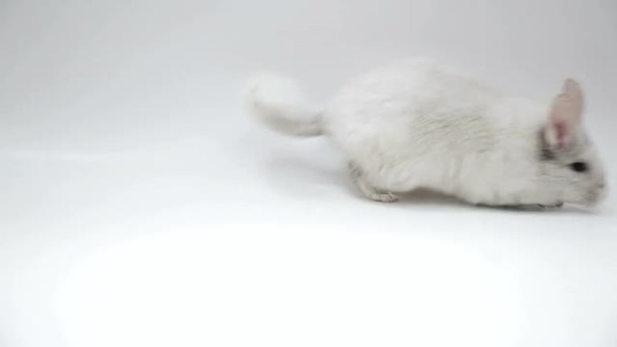 跳跃的白龙猫
