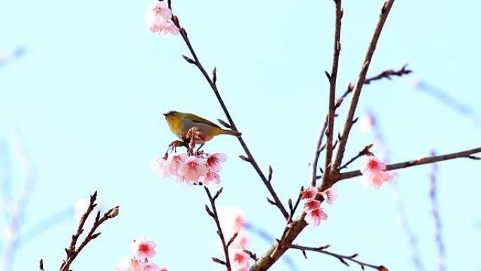 野生喜马拉雅樱桃