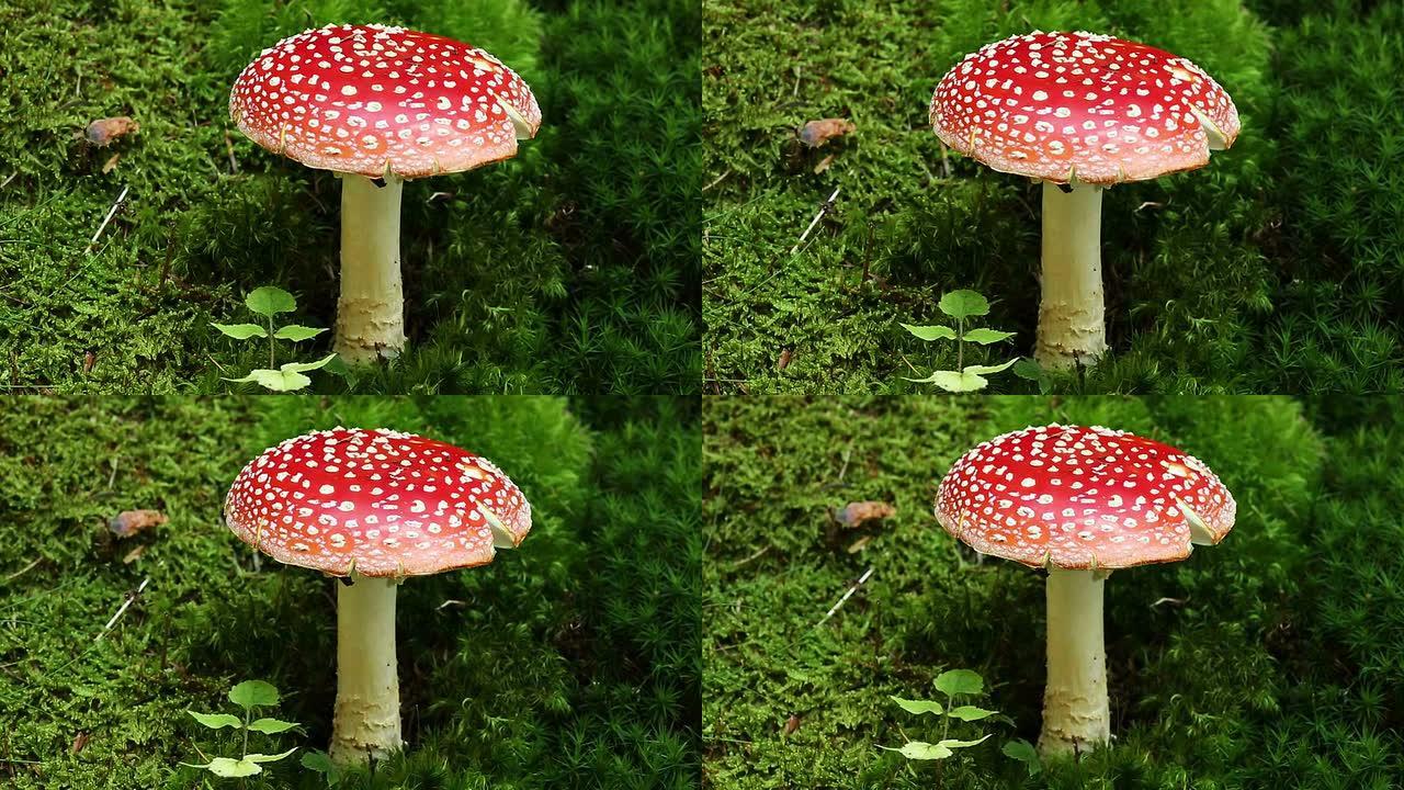 蝇琼脂菌类植物采蘑菇生长环境