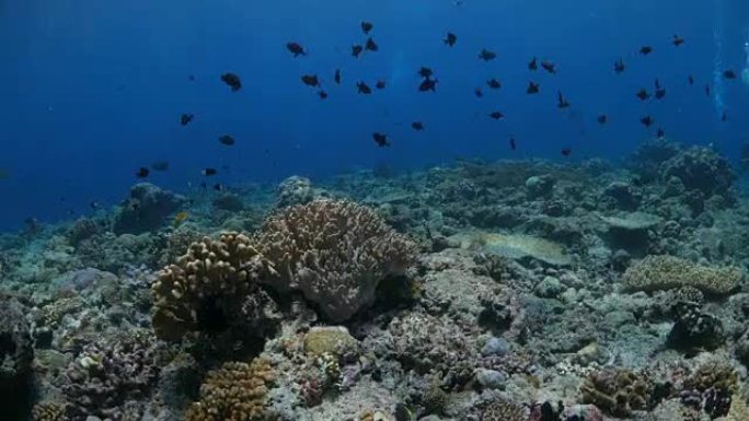 班达岛海底的triggerfish学校