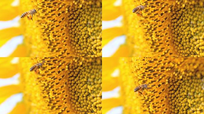 侧视图：蜜蜂瞄准向日葵