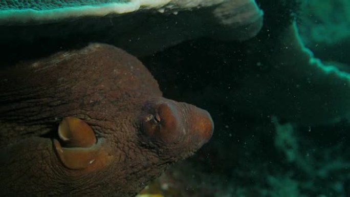 巨型章鱼在珊瑚礁中爬行 (4K)