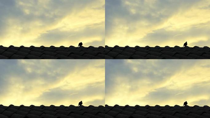屋顶上的鸟傍晚黄昏晚霞光影轮廓鸽子斑鸠