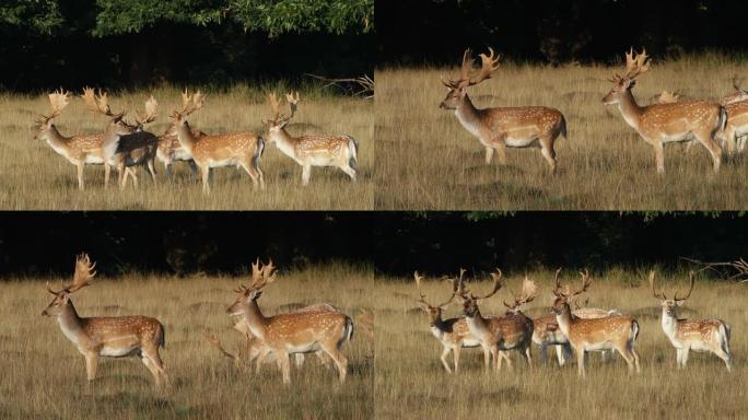 初秋雄性休耕鹿鹿高清视频