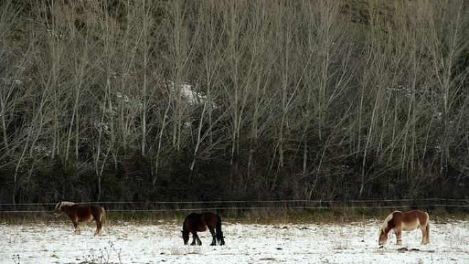 雪地里的三匹马