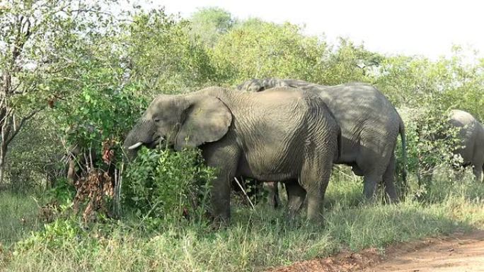 克鲁格野生动物保护区的大象家族食树