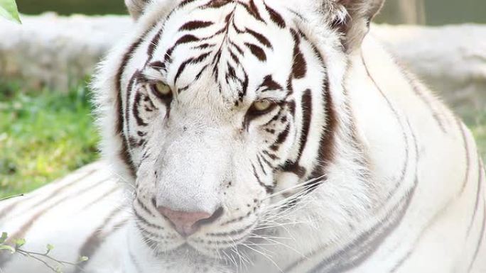 白虎的特写虎凶恶猛兽动物园