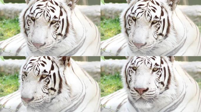 白虎的特写虎凶恶猛兽动物园