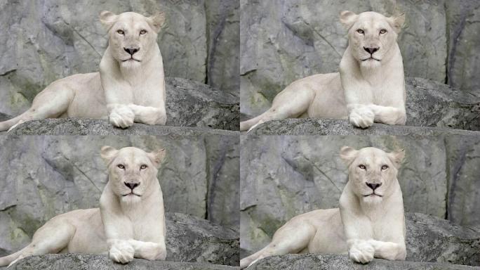 白狮肖像特写