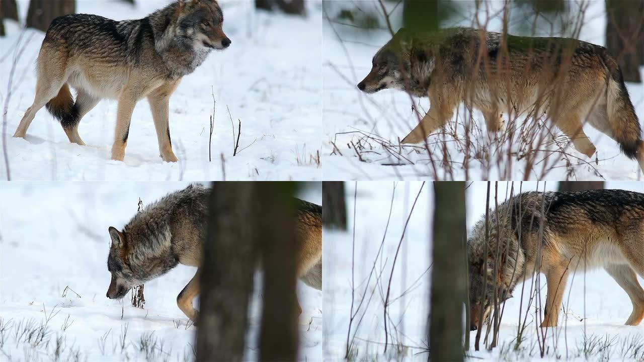 狼动物园野生动物保护生物雪景